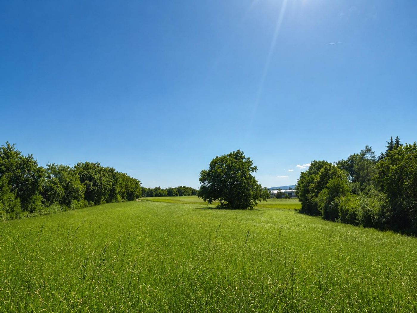 Les terres maraîchères de la famille Jungo, à Perly